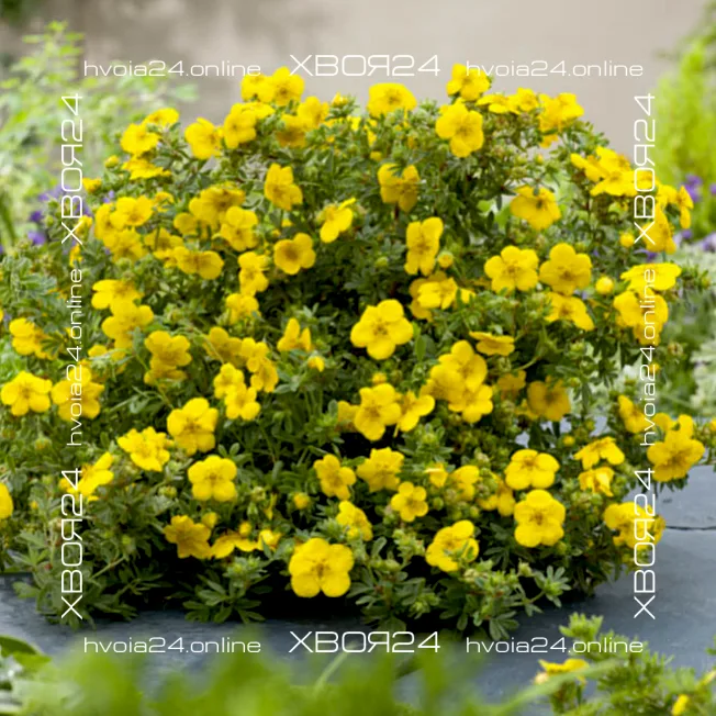  • ХВОЯ24