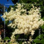 Сирень Амурская — изображение 6