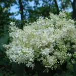  • ХВОЯ24