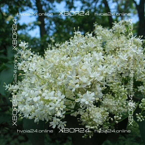  • ХВОЯ24