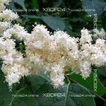 Сирень Амурская — изображение 3