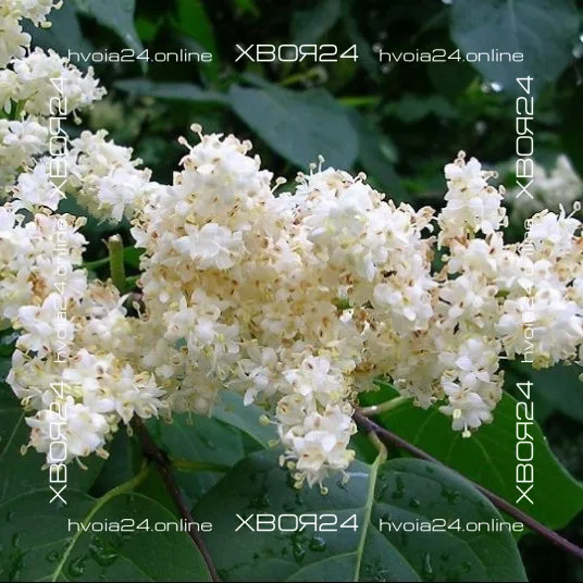  • ХВОЯ24