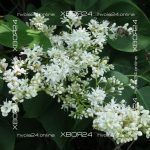 Сирень Амурская — изображение 5