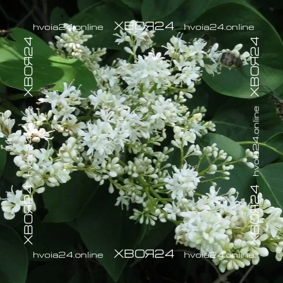  • ХВОЯ24