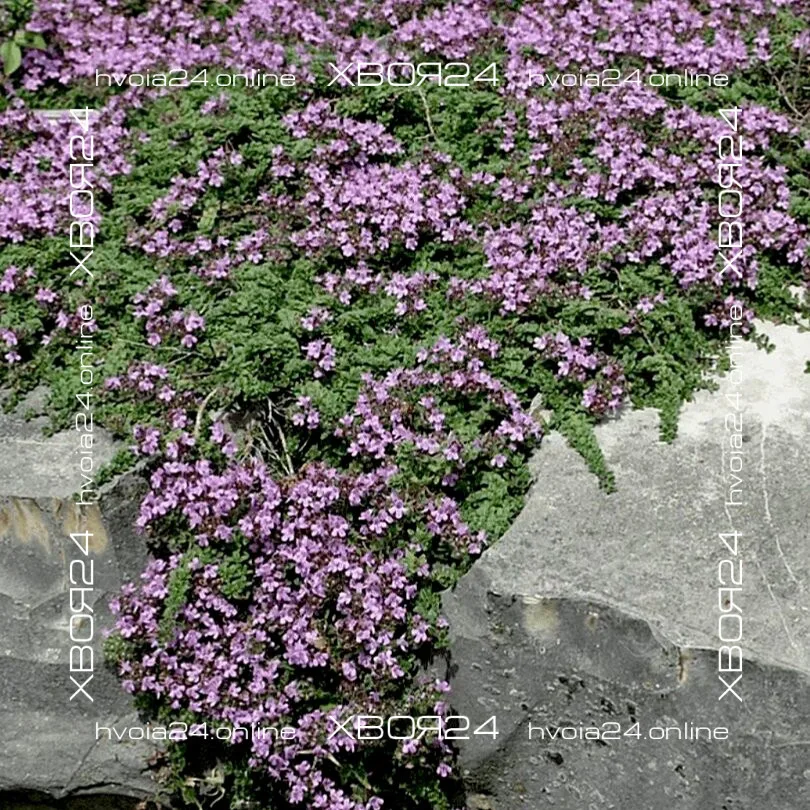  • ХВОЯ24