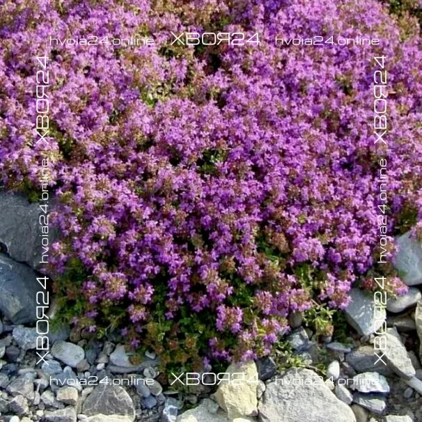  • ХВОЯ24