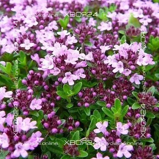  • ХВОЯ24