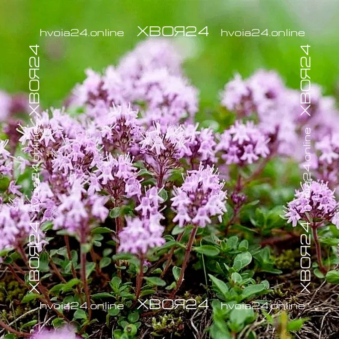  • ХВОЯ24