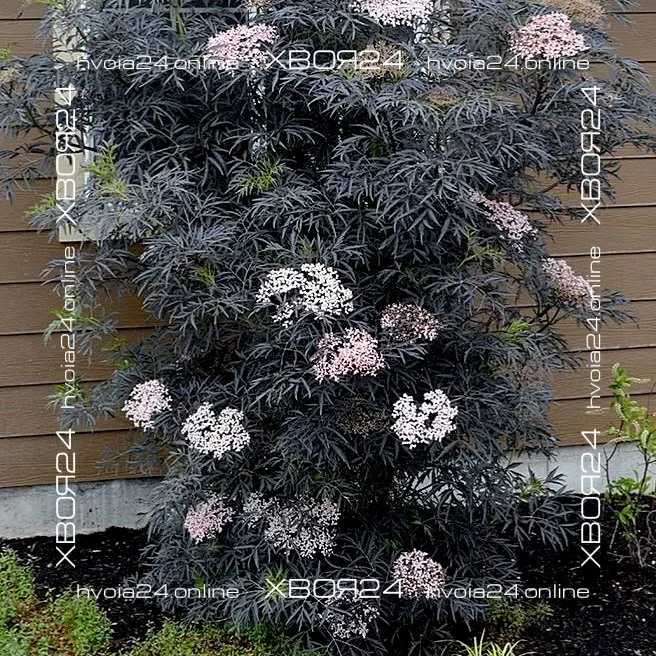  • ХВОЯ24
