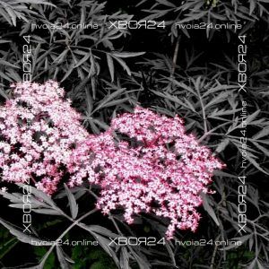  • ХВОЯ24
