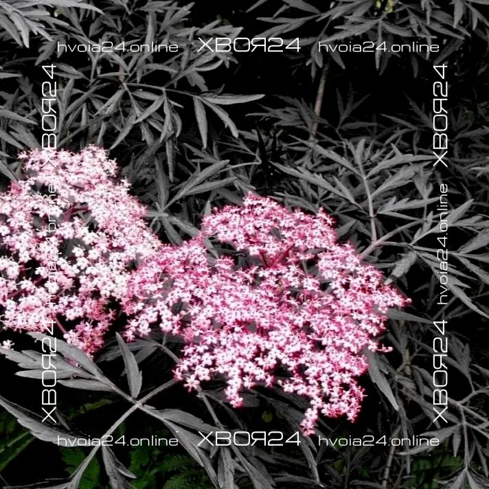  • ХВОЯ24