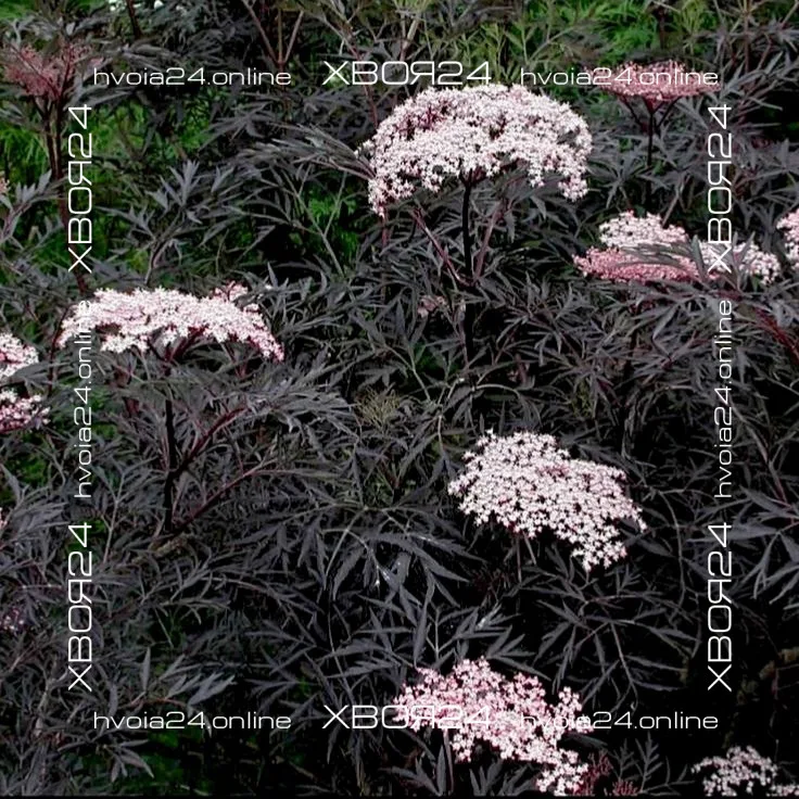 • ХВОЯ24