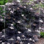 Бузина черная Блэк Лейс (Черное кружево) / Ева — изображение 3