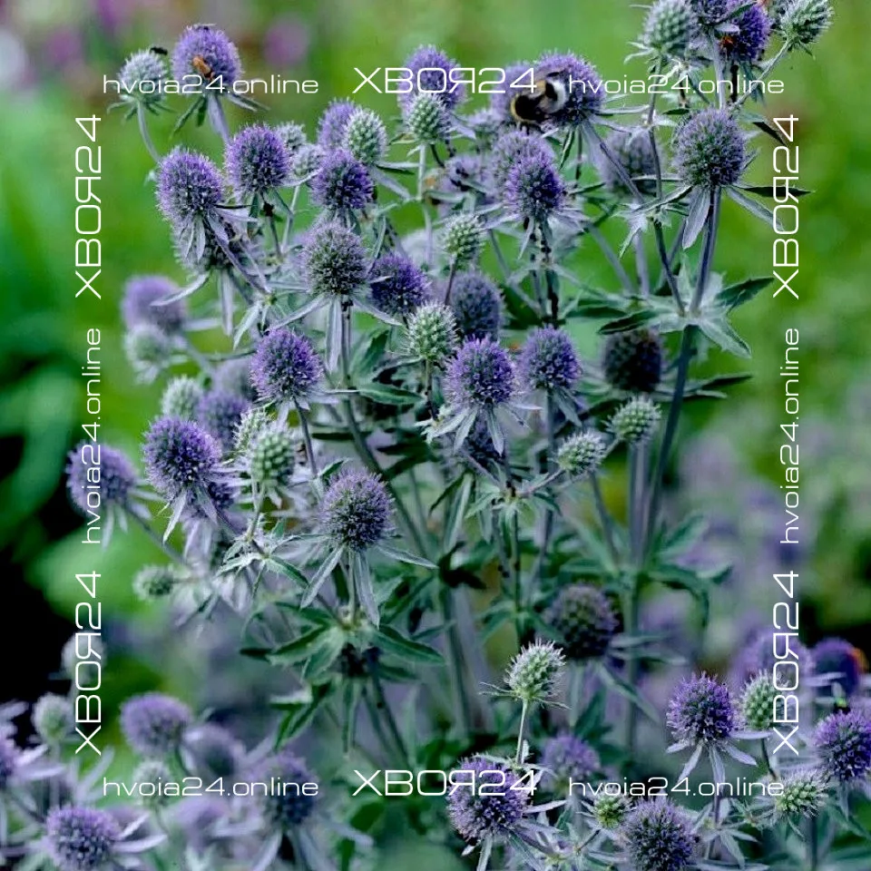  • ХВОЯ24