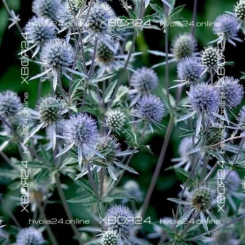  • ХВОЯ24