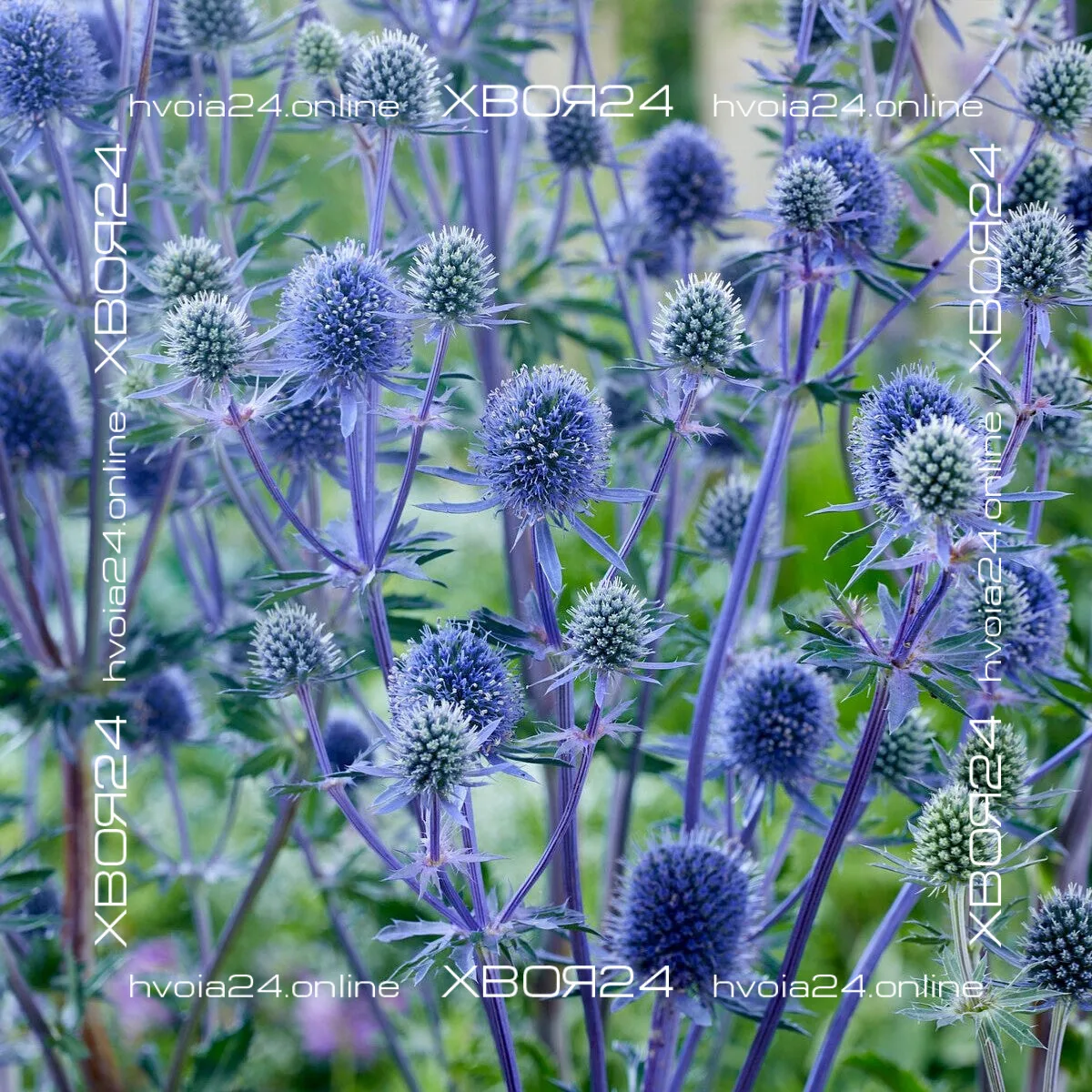  • ХВОЯ24