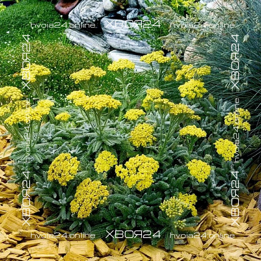  • ХВОЯ24