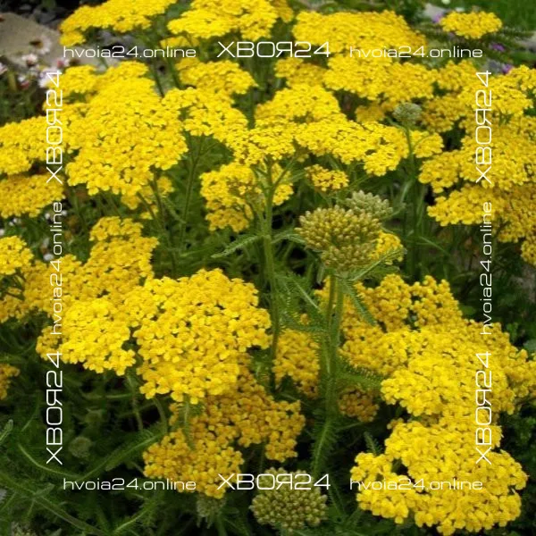  • ХВОЯ24