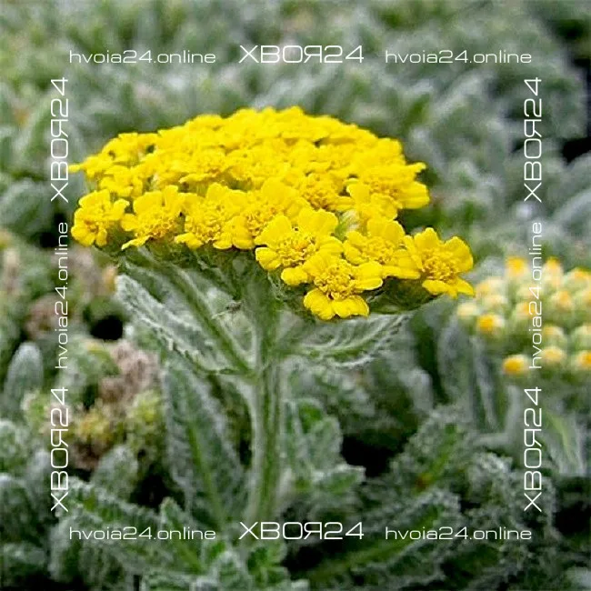  • ХВОЯ24