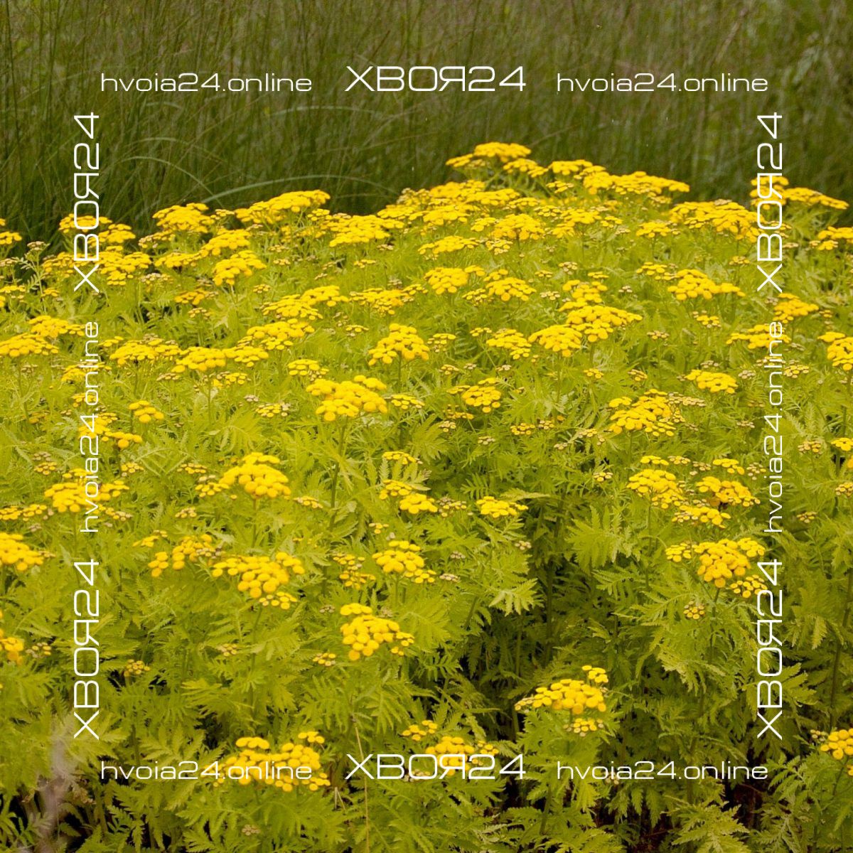  • ХВОЯ24