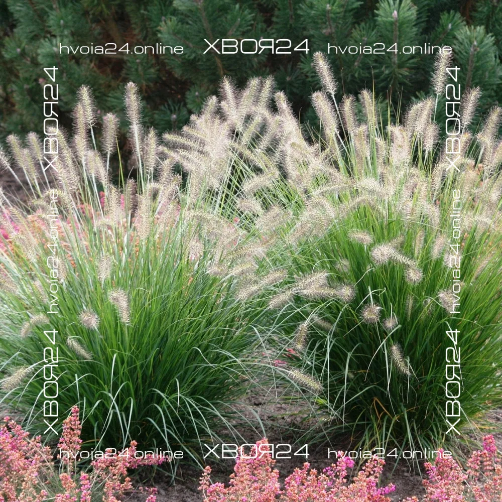  • ХВОЯ24