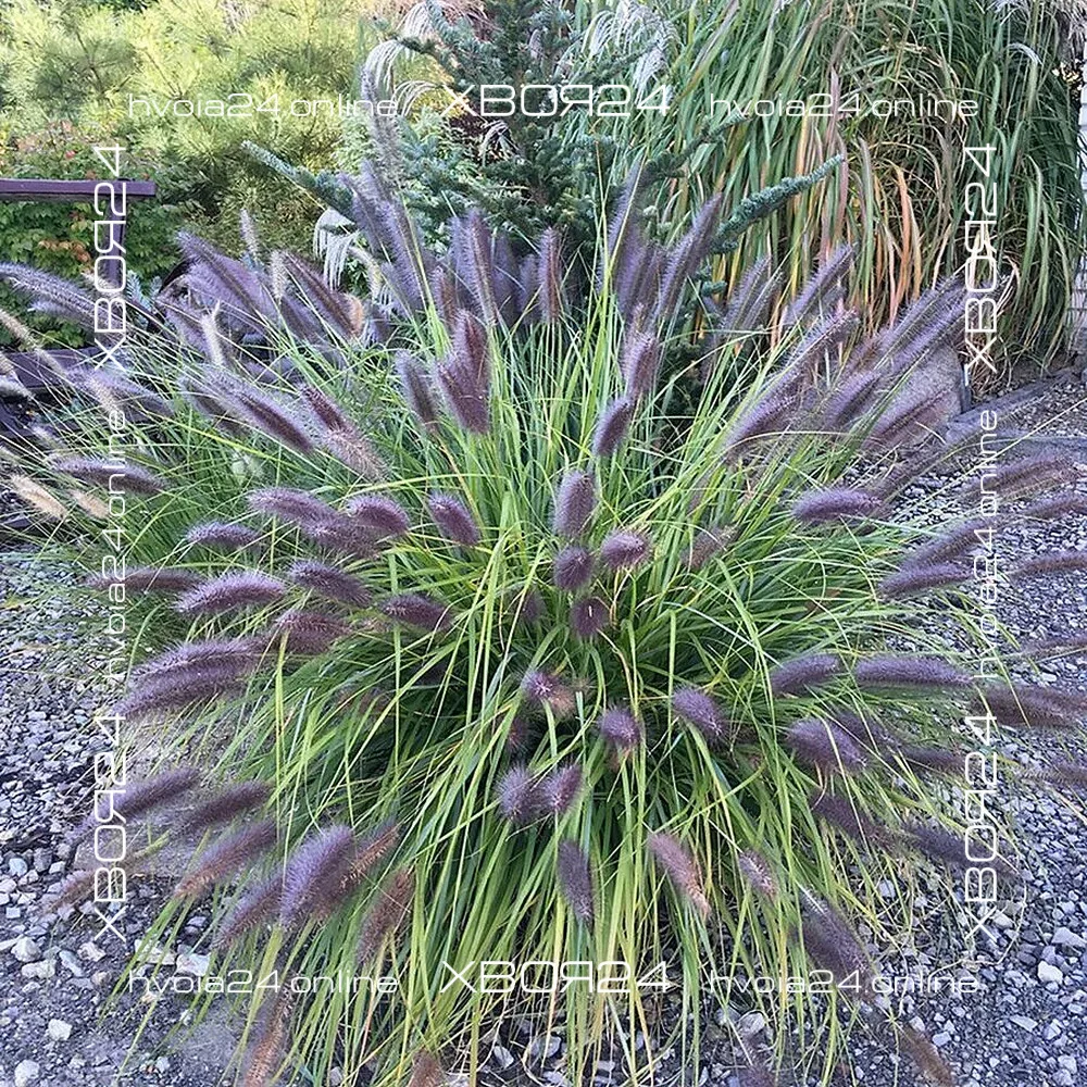  • ХВОЯ24
