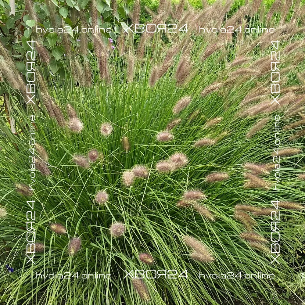  • ХВОЯ24