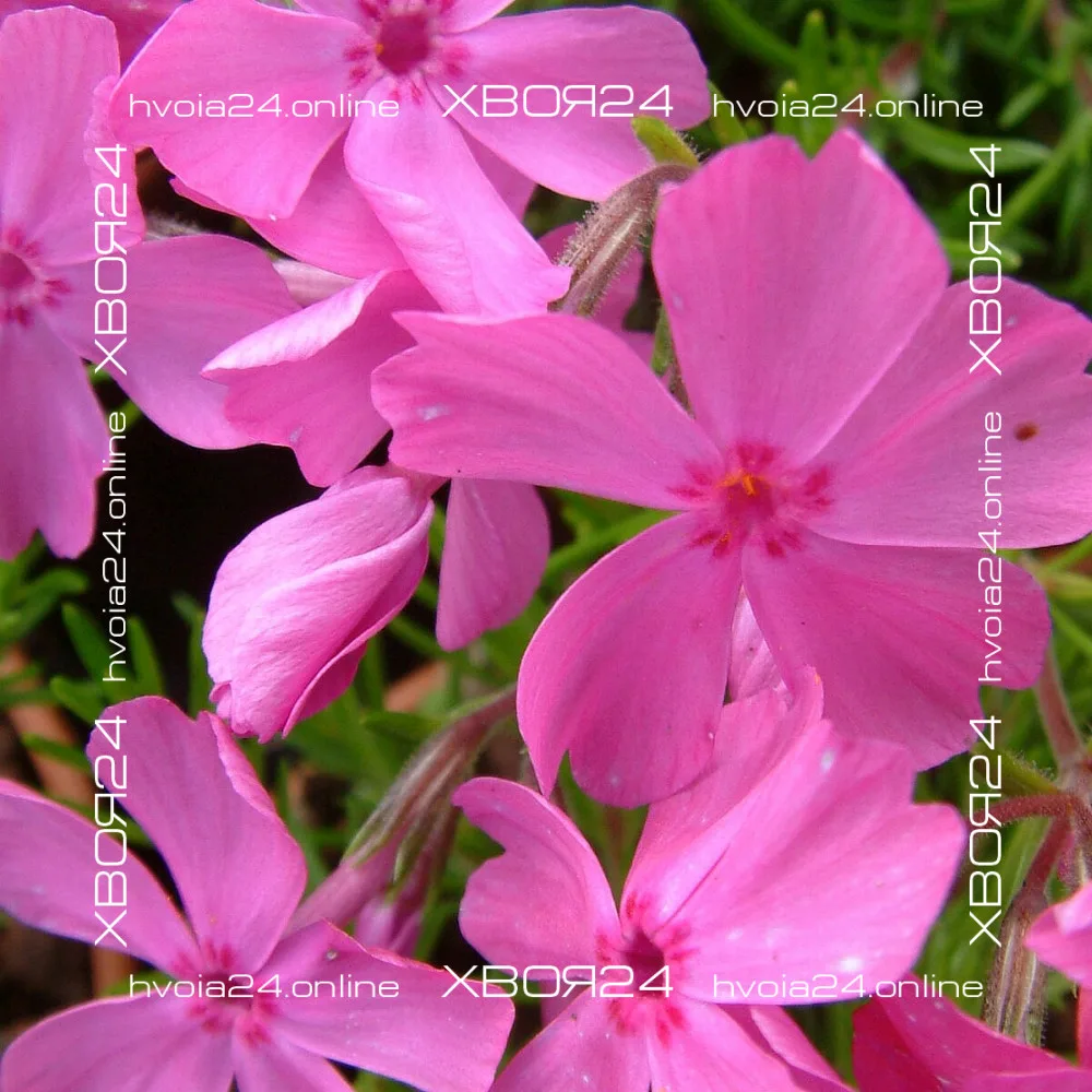  • ХВОЯ24