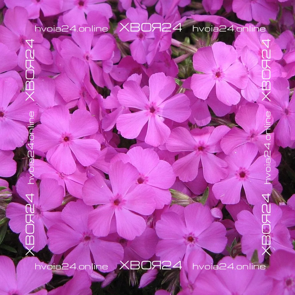  • ХВОЯ24