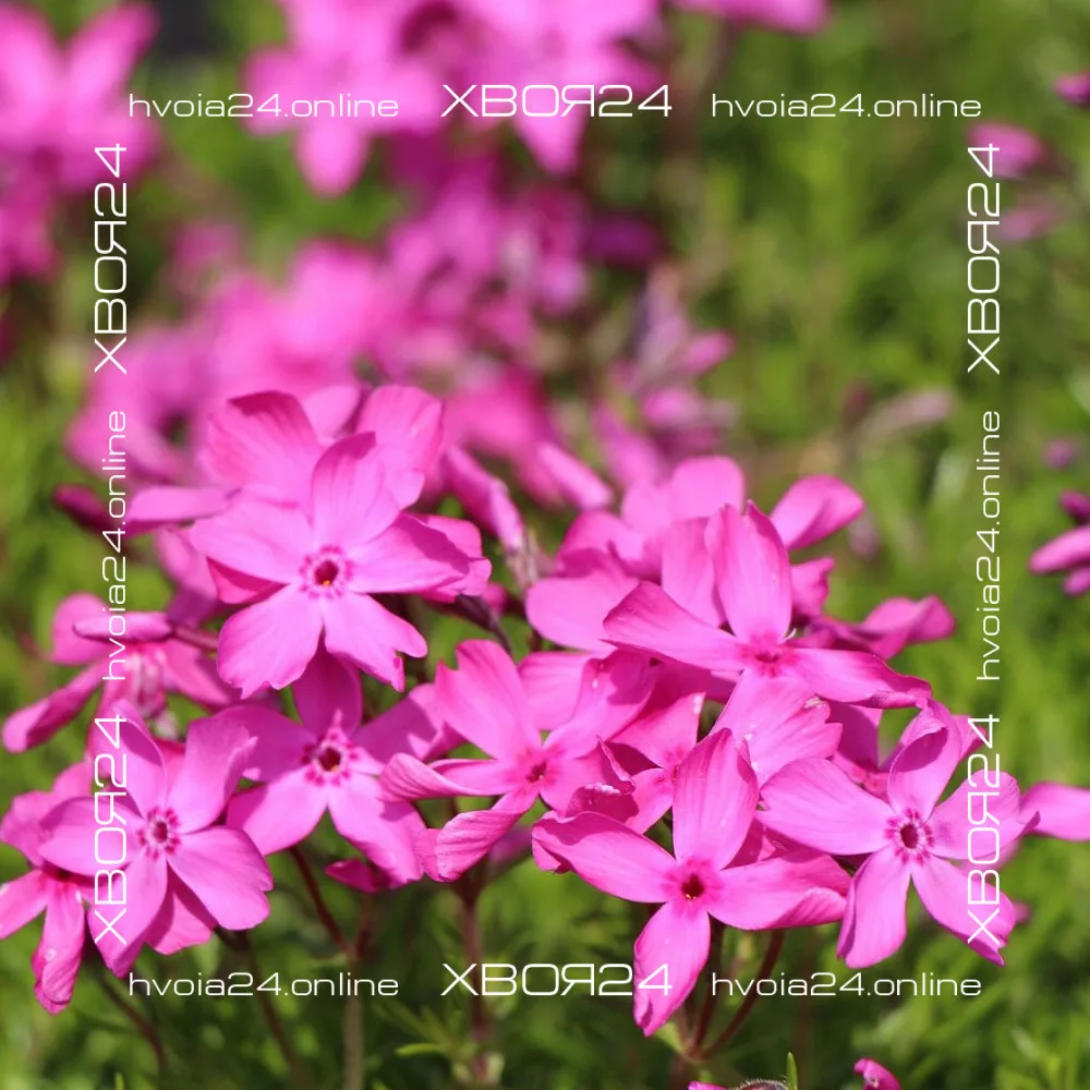  • ХВОЯ24