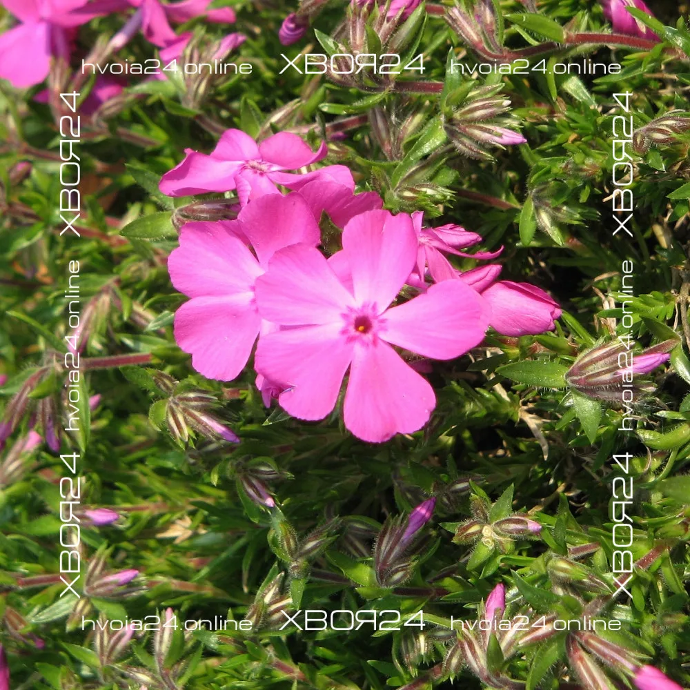 • ХВОЯ24