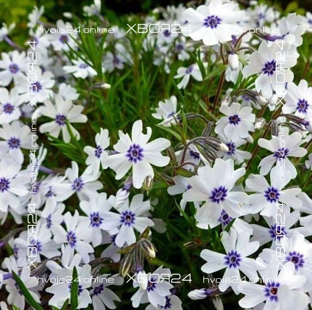  • ХВОЯ24
