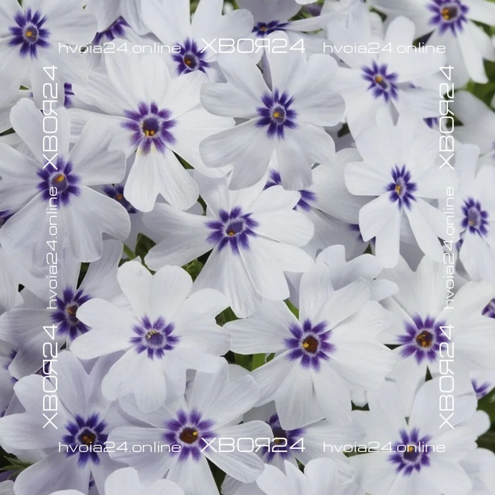  • ХВОЯ24