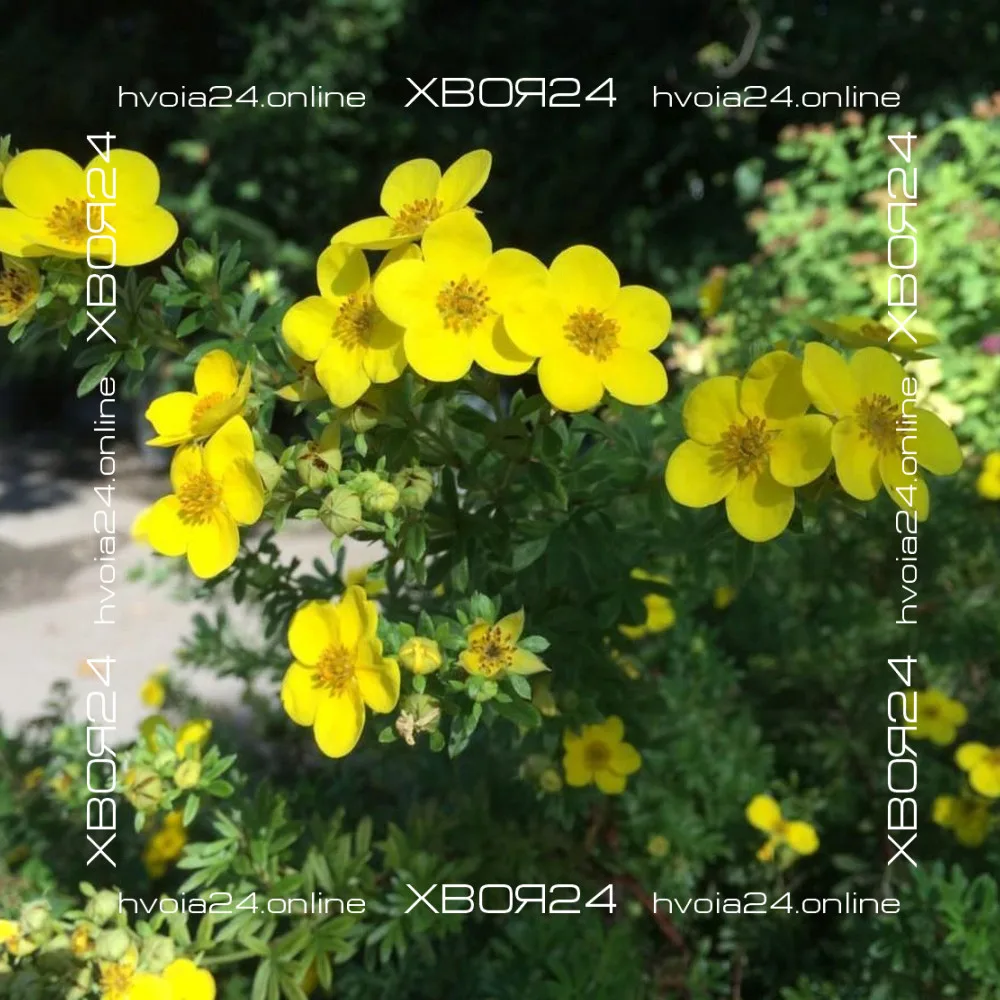  • ХВОЯ24