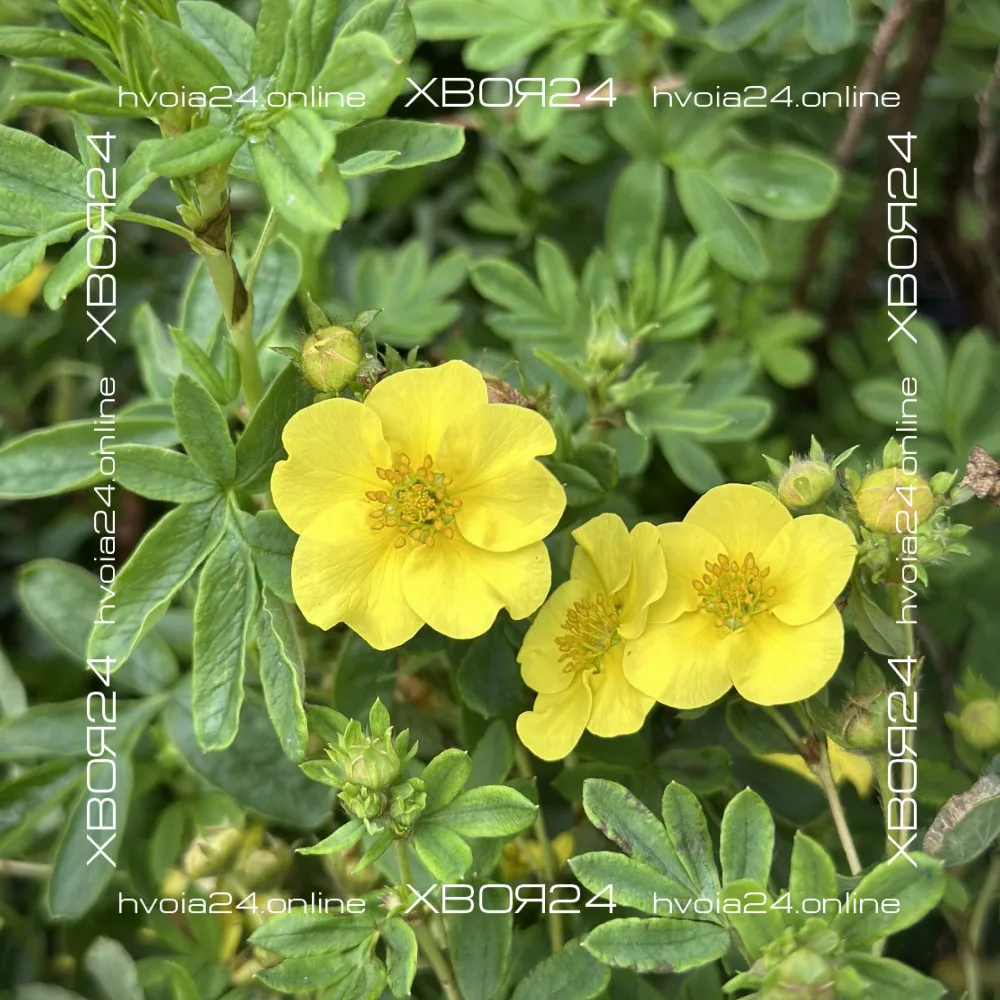  • ХВОЯ24