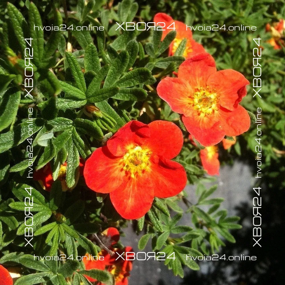  • ХВОЯ24