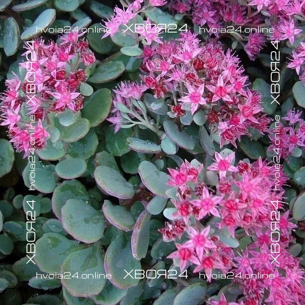  • ХВОЯ24