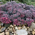  • ХВОЯ24