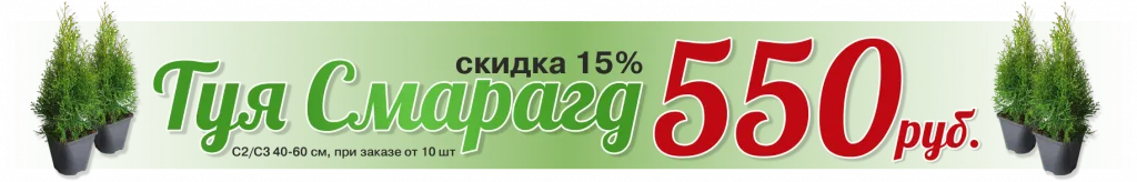  • ХВОЯ24