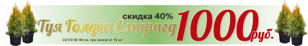  • ХВОЯ24