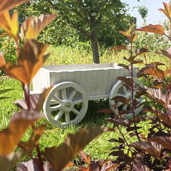  • ХВОЯ24
