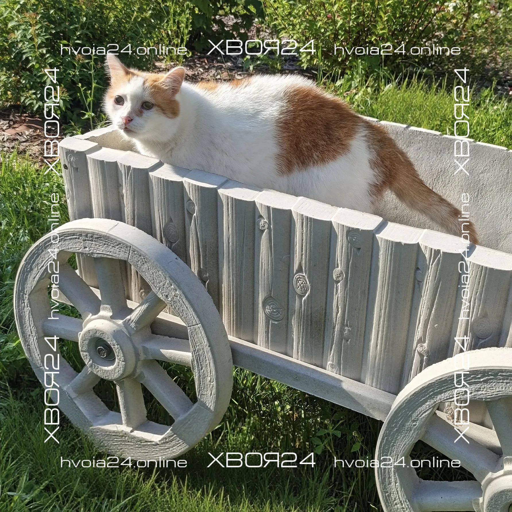  • ХВОЯ24