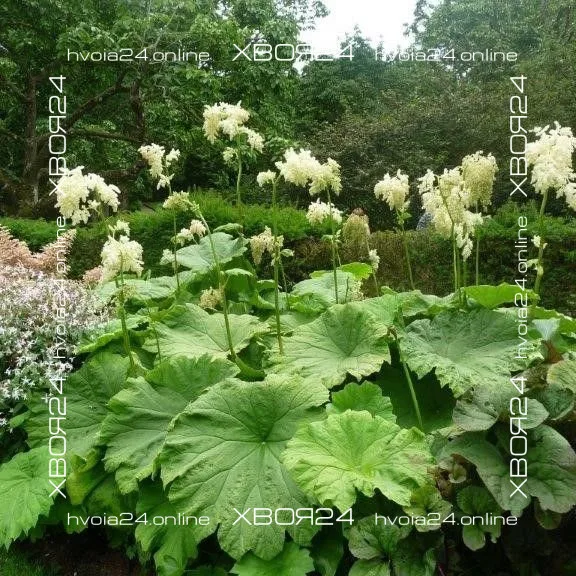  • ХВОЯ24