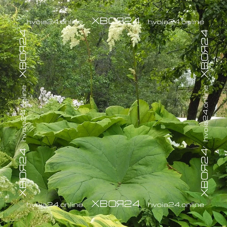  • ХВОЯ24