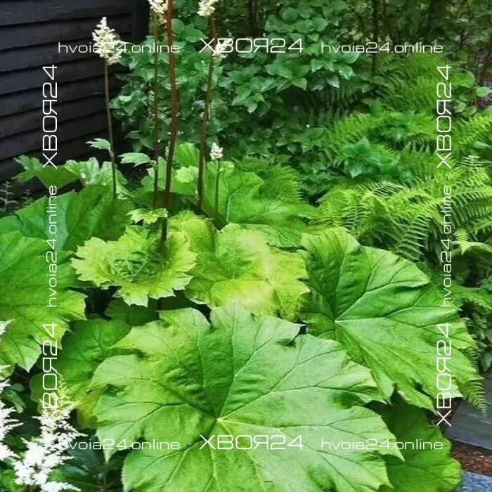  • ХВОЯ24