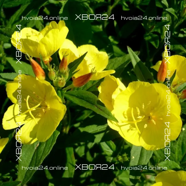  • ХВОЯ24