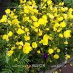Энотера лимонная (Ослинник, Ночная свеча, Онагра) — изображение 2