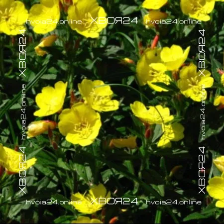  • ХВОЯ24