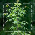 Клён сахаристый Лациниатум Виери — изображение 2