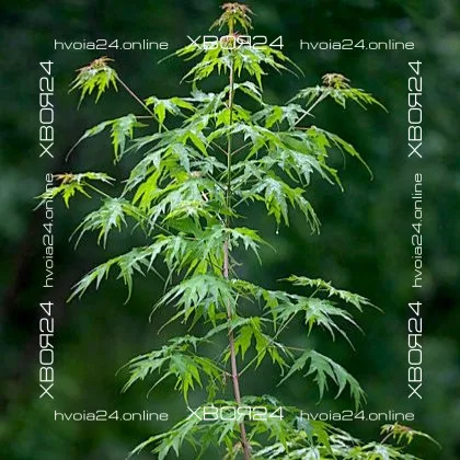  • ХВОЯ24